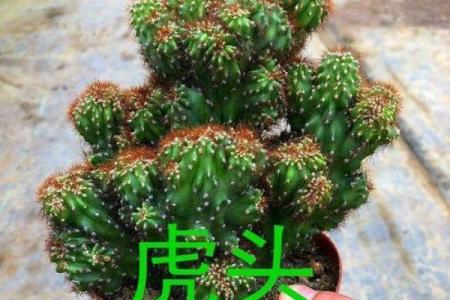 仙人掌的风水作用，仙人掌的风水作用禁忌