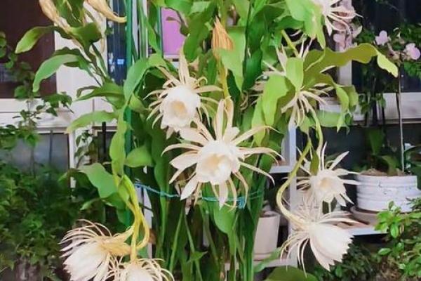 风水讲究，家里面养昙花好不好