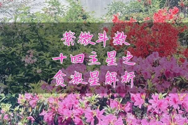 紫微斗数之疾厄宫与诸星，贪狼星在疾病宫是什么意思？