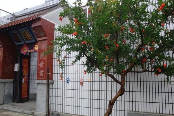 房子里栽什么树苗好风水