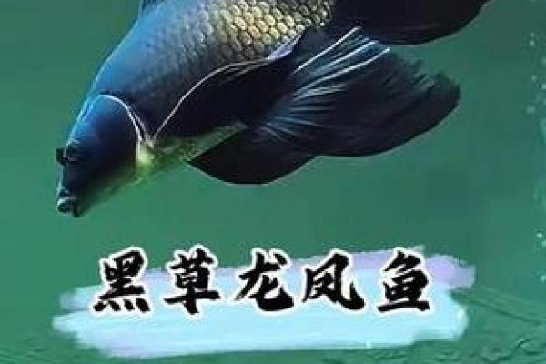 办公室坐西向东,风水鱼该养什么颜色？