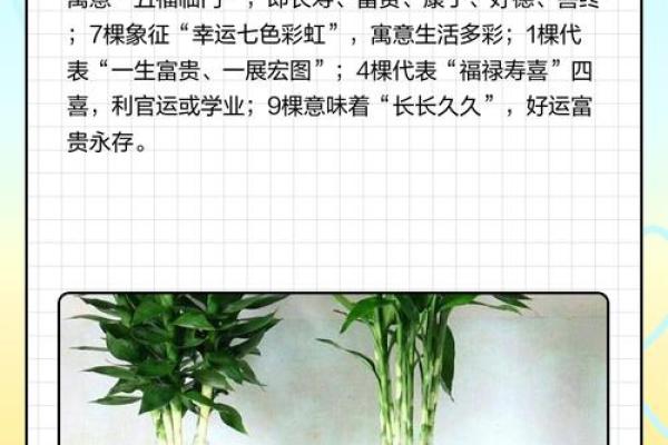 如何养殖富贵竹风水