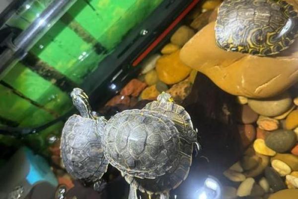 什么人不能养龟风水与属相禁忌化解