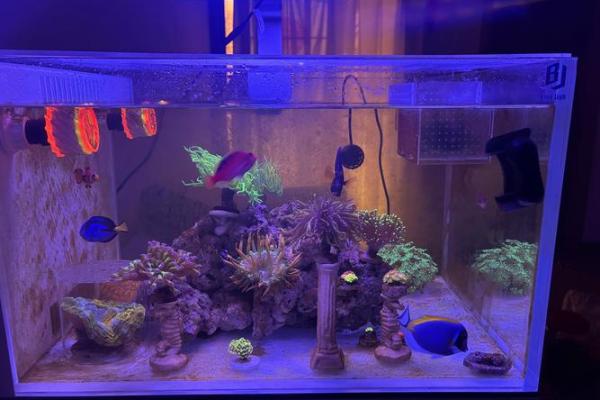 金鱼缸风水尾数功能鱼算不