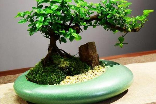 盆景风水_家里摆放什么盆景更好