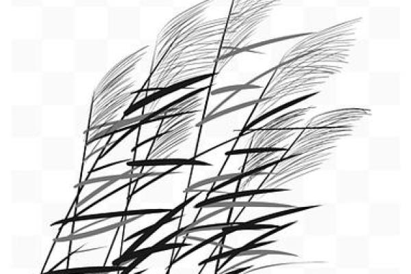 芦苇风水讲解