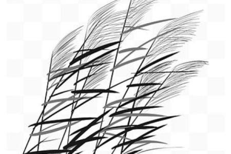 芦苇风水讲解
