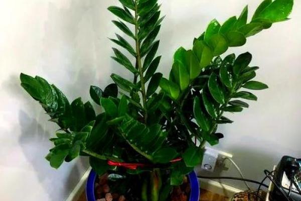 旺运风水局，如何使用植物布局