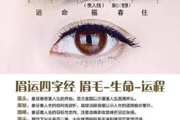 男人眉毛看相算命