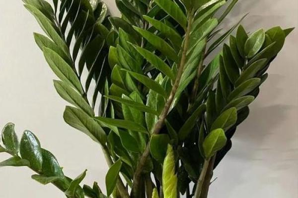 厨房招财风水也很重要 放这几种花能够招财改运