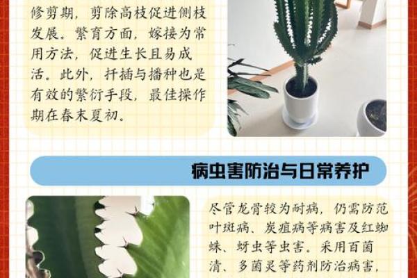 龙骨花有哪些风水作用？