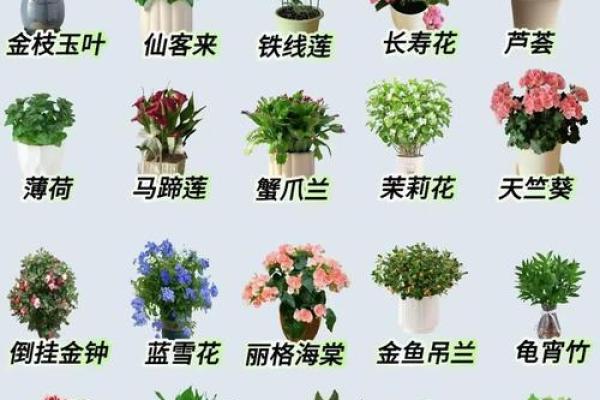 室内盆栽植物的介绍和风水作用
