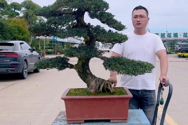 最旺宅的风水树罗汉松图片
