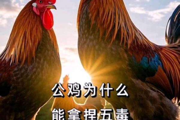 公鸡的风水作用