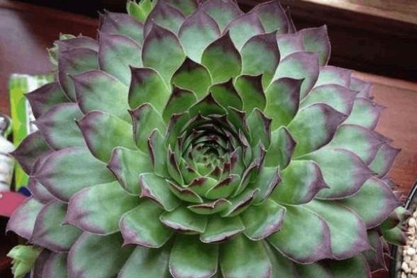干旱之地观音救打一肖