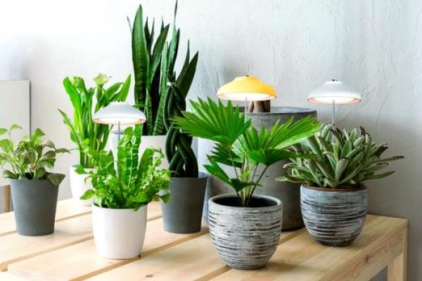 办公室摆放植物有什么风水讲究
