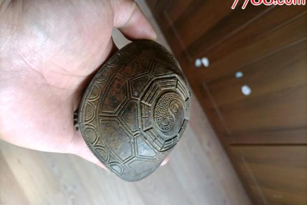 什么龟壳算命比较好
