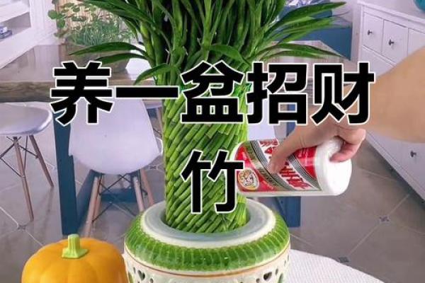 风水转运_鸿运竹养几根才更好