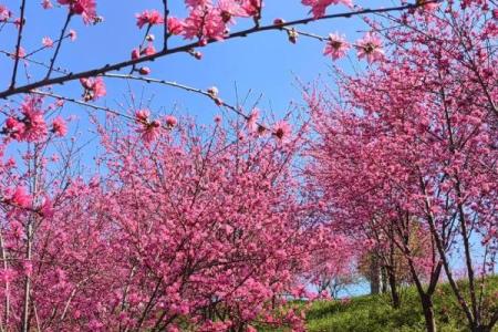 【测试】春天到了，你的桃花会开吗？