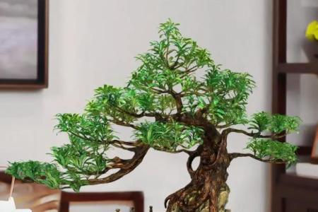 最旺宅的风水树罗汉松图片