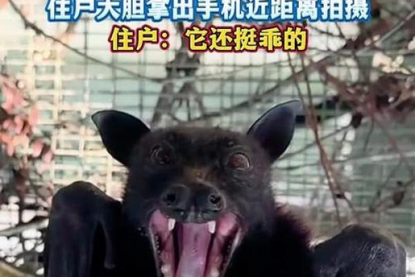 动物风水之家里飞进蝙蝠的解说