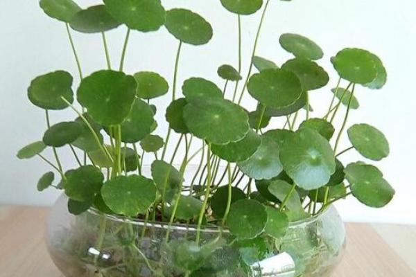 风水做生意家里养什么花好可以有利于财运