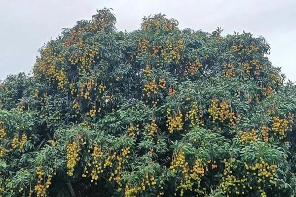 家里种龙眼树影响风水 家里种龙眼树影响风水嘛