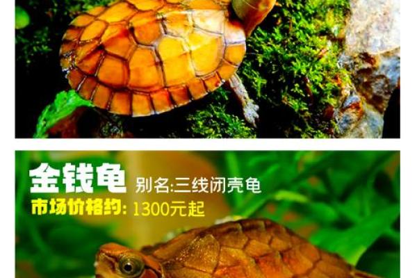 养多少只龟 养龟风水 养几只龟好