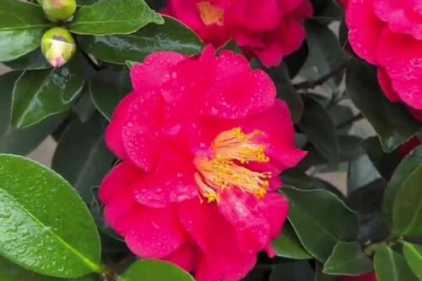 种茶花的风水