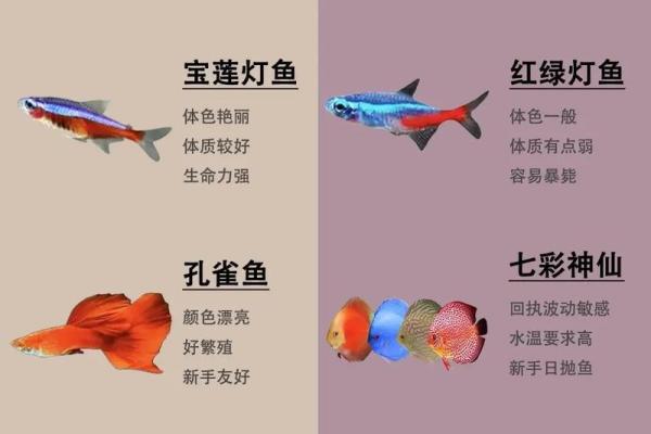 养鱼喜忌：家庭养鱼的风水讲究