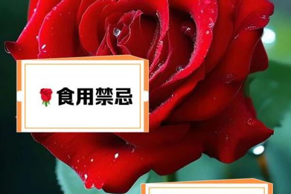 玫瑰花的风水和禁忌