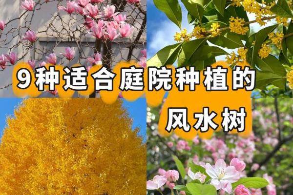 农村风水树有哪些禁忌及注意事项