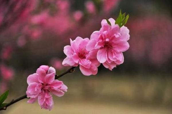 算命的说我烂桃花特别多  算命说的烂桃花是什么意思