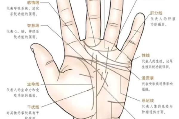 女人右手掌纹图解算命