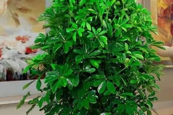 关于家庭适合养什么花对风水好