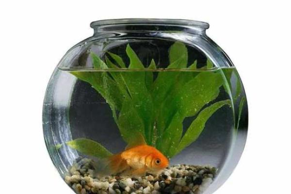 养金鱼有哪些风水讲究-