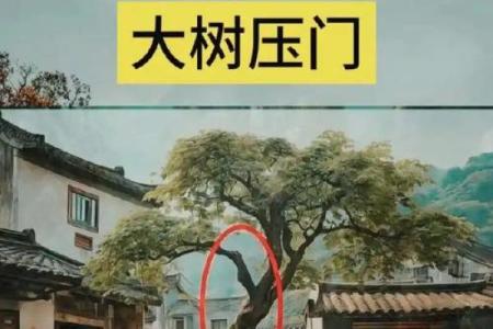 农村风水树有哪些禁忌及注意事项