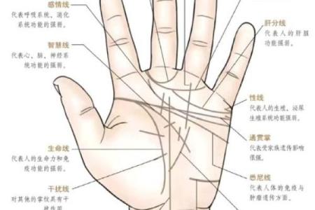 女人右手掌纹图解算命