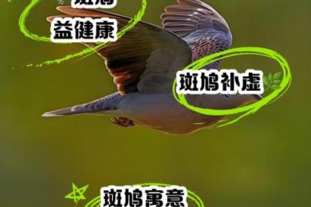 斑鸠的风水作用