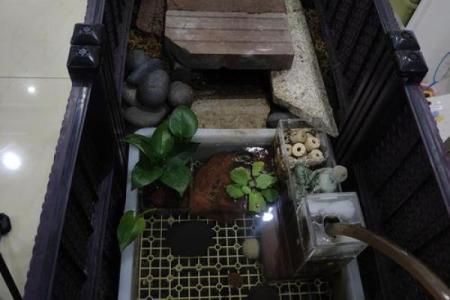 乌龟风水_龟眠之地是什么