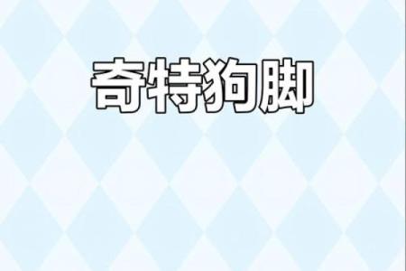 狗狗八字