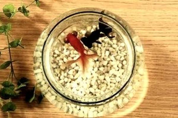 家里养鱼也是有一些风水禁忌的