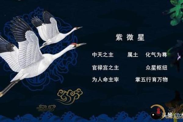 紫薇斗数重逢
