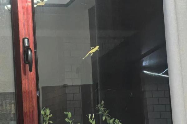 风水学家里有壁虎什么征兆是吉吗