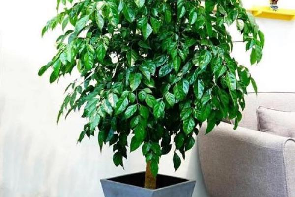 客厅植物摆放，风水摆放小常识