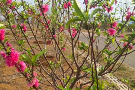 这几类家居风水，容易招野桃花