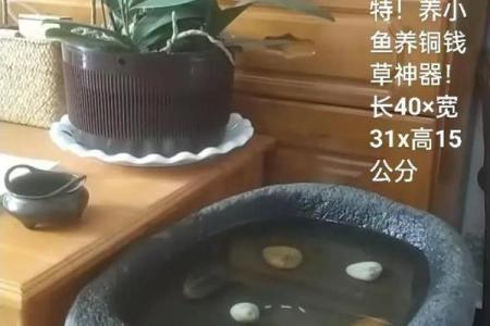 三的风水_鱼盆养几条鱼好