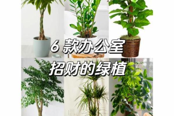 办公室风水绿植有哪些选择适合