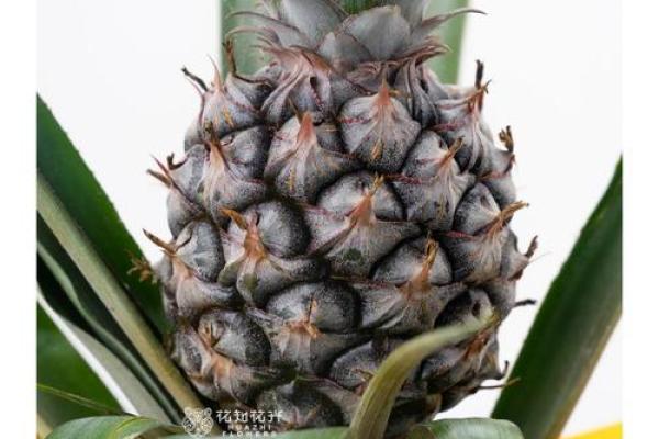 家居风水如何在家里种植菠萝为家庭带来好运