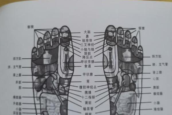 看相算命：详解脚底穴位图